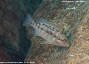 Petrotilapia flaviventris 'Chiwi Rock'